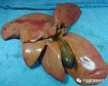 猫肝脂沉积症的症状诊断以及治疗建议