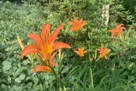 公园的花遭“盗摘”，大妈竟说摘回去打汤！紧急提醒：误食会中毒图片