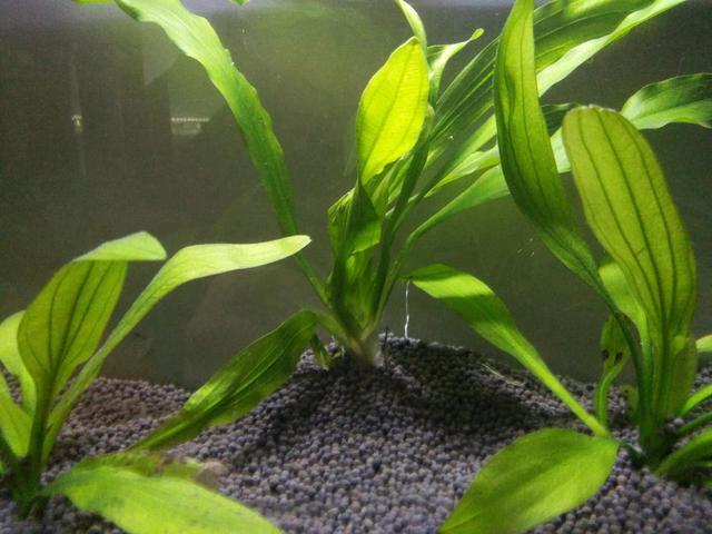 被称为热带水草之王的皇冠草,饲养方法其实极为简单!