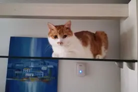 感谢陪伴，我的猫王子图片