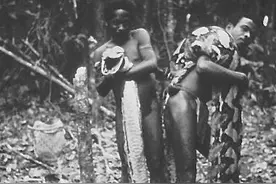 食人巨蟒“网纹蟒”图片