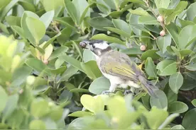 最“老”吉祥鸟来啦！它曾是徽宗座上宾！图片
