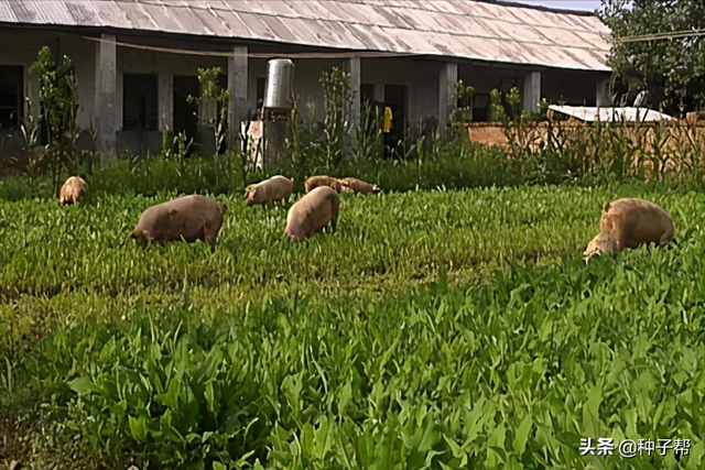 鲁梅克斯能割20年，耐-40度低温，优缺点都在这了，看清楚再种