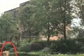 金毛走路姿势太销魂，六亲不认的步伐，主人也甘拜下风图片