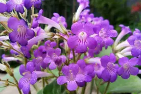 报春苣苔花淡紫，花色艳丽形优美图片