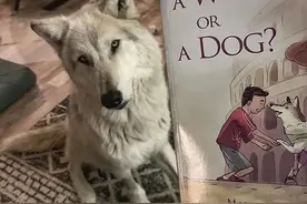 自从养了狼犬，我每天都要跟路人解释，这真的不是狼图片