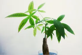 难怪发财树总烂根，原来“猫腻”在这里图片