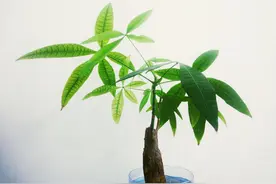 难怪发财树总烂根，原来“猫腻”在这里图片