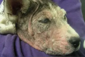 宠物猫狗皮肤病瘙痒寝食难安，主人难受着急，诊断准确才是关键！图片