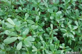 农村里的田间地头都长着什么野菜？你都知道哪些野菜吃法？图片