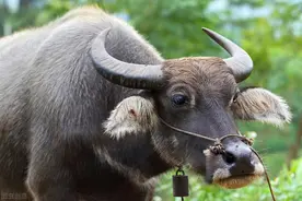 云南省南华县红土坡民间故事：水牛与老虎图片