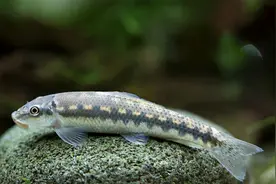 给大家推荐5种好养也好买的工具鱼，除藻、清残饵，样样在行图片