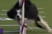 哈士奇和边牧参加敏捷犬比赛，两种完全不一图片