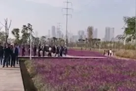 景区魔性广播制止游客践踏花草：要讲素质啊！仍有游客跨围栏拍照视频封面