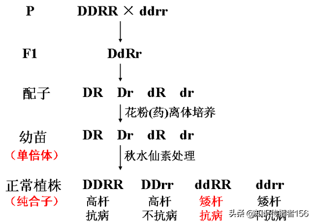 生物必修2复习知识点