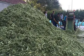 青贮饲料为什么会成为养牛养羊不可缺少的饲料？看看发酵原理便知图片