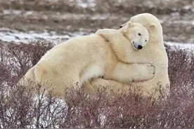 爱情，爱与情对撞的火花，让人别于低等动物！图片