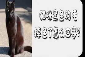 猫颜色｜黑猫竟然会褪色（变色）？如何促进黑色素？图片