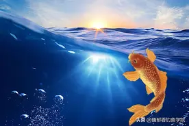 鱼对饵料非常警惕，不敢开口吃饵怎么办？降低鱼类警惕性的方法图片