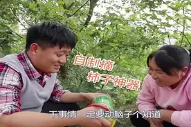 胖妹家的柿子树挂满枝，由于树太高，大洋自制神器，胖妹连连夸好图片