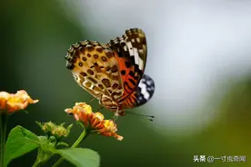 蝴蝶中肉食者：万只蝴蝶把人啃食得只剩一副骨架？感觉不寒而栗！图片