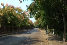 花开时节，你离开了这座城图片