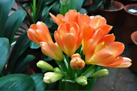 张大爷养君子兰，每年都开花，总结2点是关键图片