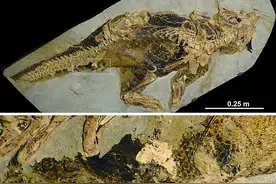 科学家重建了恐龙的生殖器，穿越千万年，终于掀开了恐龙的遮羞布图片