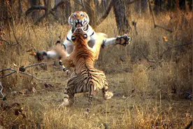 论武松打虎的可行性：背靠强大科学理论支撑，出手即点老虎死穴图片