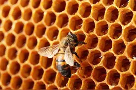 穷蜜蜂与富泥蜂（稀缺的案例分析）图片