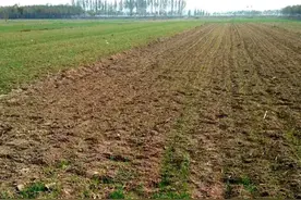种植小麦是雨前播好还是雨后播好呢？注意这几点就可以了图片