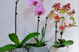 家庭养蝴蝶兰，掌握不同阶段的3个“养护诀窍”，根壮叶绿开花多图片