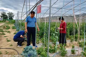 天津中科云健康科技有限公司董事长李云博士检查指导武山蔬菜示范点建设工作图片