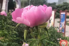 郑州这处浪漫的花海，值得你一去图片