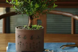 盆栽小叶紫檀，多看看这几点，长势旺盛，还能散发阵阵檀香味图片