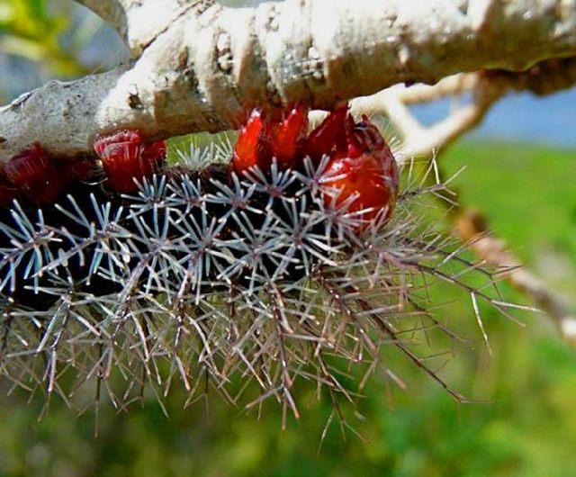 巴西毛毛虫(你被洋辣子哲过吗你听说过吃肉的毛毛虫吗含有的剧毒毛