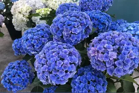 绣球花修剪：8月修剪的绣球花，10月长出来的新枝条要修剪吗？图片