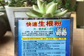 生根粉要怎么用才能效果好呢？图片