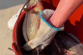 广东发现巨型“过山鲫”，能爬树会走路！钓鱼人：难怪如此泛滥图片