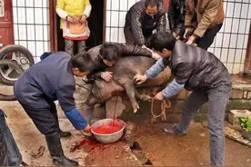 我家的杀猪记忆图片