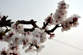 【疫散花开 大美汝州】雨后的汝州城市中央公园，与晴天不一样的美！图片