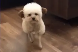 浙江一主人怕狗子太热，动手给它剪了个小羊装，网友：羊里羊气的图片