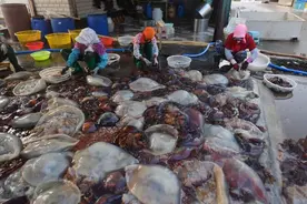 实拍：城阳红岛海蜇丰收季，打捞、分割、盐腌……就差你买回家吃啦图片