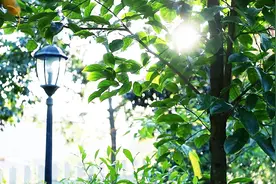 根皮入药，止咳化痰，祛风利湿，散淤止痛；果食用和酿酒