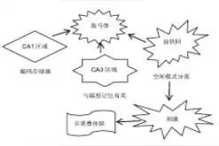 身体活动对海马体可塑性和认知功能的影响图片