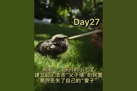 精心呵护一个多月的小鹰飞走了 民警爸爸：“儿大不中留”图片