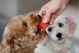 养泰迪犬几年，它们还有这些现象，说明跟你还不太熟图片