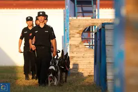 我，90后，每天工作与犬相伴，告诉你一个真实的警犬训导员的生活图片