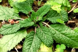 初冬野菜正鲜，农村采收野菜正当时，这5种野菜错过要等一年图片
