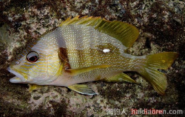 西沙群岛的鱼西沙群岛动物图片